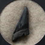 Megalodon Tooth + Display Frame