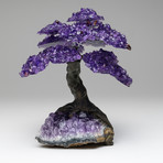 The Protection Tree // Amethyst Clustered Gemstone Tree on Amethyst Matrix (Small)