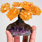 The Money Tree // Citrine Clustered Gemstone Tree on Amethyst Matrix (Small)