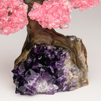 The Love Tree // Rose Quartz Clustered Gemstone Tree on Amethyst Matrix (Small)