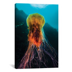 A Lion's Mane Jellyfish Rises From The Deep In Alaska II // Jennifer Idol (18"W x 26"H x 0.75"D)