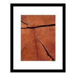 Redwood After The Storm Framed Wall Art (12"W x 16"H x 1"D)