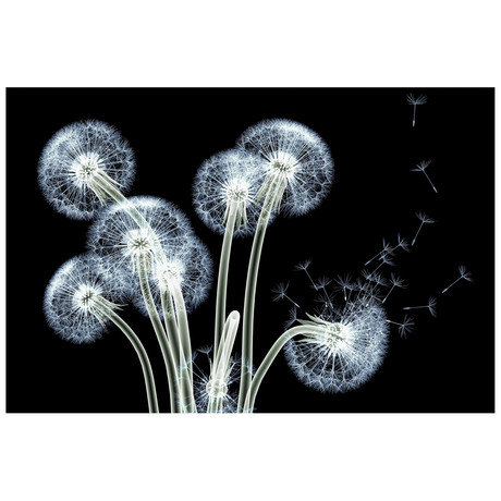 Dancing Dandelions // Frameless Printed Tempered Art Glass