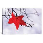 Red Leaf // Marco Carmassi (26"W x 18"H x 0.75"D)