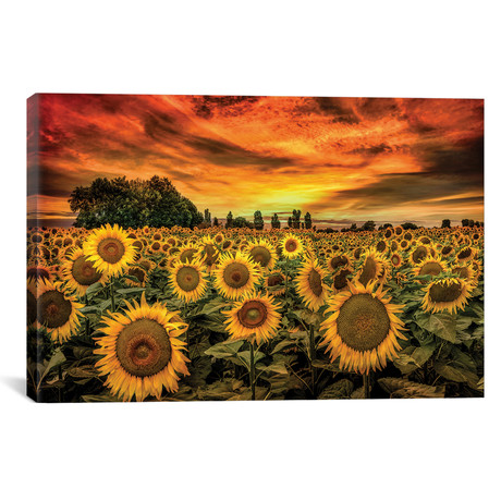 Tuscany Sunflowers Field by Marco Carmassi (26"W x 18"H x 0.75"D)