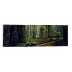 Trees in a Forest, Hoh Rainforest, Washington // Panoramic Images (36"W x 12"H x 0.75"D)