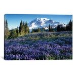 Snow-Covered Mount Rainier With A Wildflower Field In The Foreground, Washington // Jamie & Judy Wild (26"W x 18"H x 0.75"D)