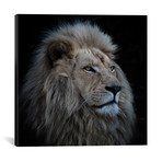 Proud Lion // Louise Wolbers (18"W x 18"H x 0.75"D)