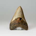 Genuine Megalodon Tooth in Display Case