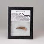Genuine Elasmosaurus Tooth in Display Case