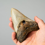 Genuine Megalodon Tooth in Display Case