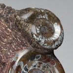 Large Genuine Fossil Ammonite on Matrix