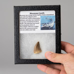 Genuine Mosasaur Tooth in Display Case