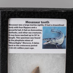 Genuine Mosasaur Tooth in Display Case
