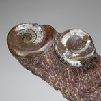 Large Genuine Fossil Ammonite on Matrix