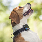 Tractive GPS 3G // Pet Tracker