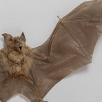 The Roundleaf Bat // Hipposideros Bicolor // Display Frame
