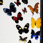 16 Genuine Butterflies // Clear Display Frame