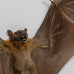 Giant Fruit Bat // Cynopterus Species // Display Frame