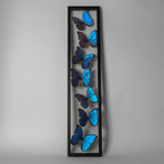 Giant Blue Morph Butterflies // Morpho Didius // Display Frame