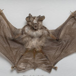 The Horseshoe Bat // Rhinolophus Lepidus // Display Frame
