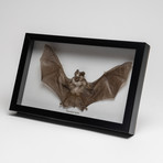 The Horseshoe Bat // Rhinolophus Lepidus // Display Frame