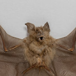 The Roundleaf Bat // Hipposideros Bicolor // Display Frame