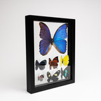 7 Genuine Butterflies // Clear Display Frame