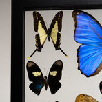 22 Genuine Butterflies // Clear Display Frame