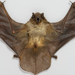 The Lesser Yellow Bat // Scotophilus Kuhlii // Display Frame