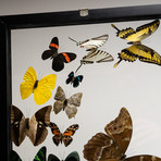 18 Genuine Butterflies // Clear Display Frame
