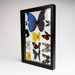 12 Genuine Butterflies // Clear Display Frame