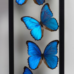 Giant Blue Morph Butterflies // Morpho Didius // Display Frame