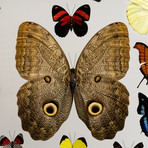 22 Genuine Butterflies // Clear Display Frame