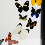 16 Genuine Butterflies // Clear Display Frame