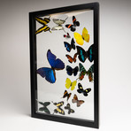 18 Genuine Butterflies // Clear Display Frame