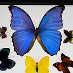 12 Genuine Butterflies // Clear Display Frame