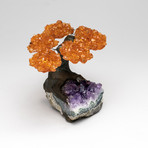 Citrine Clustered Gemstone Tree on Amethyst Matrix // The Money Tree // Small