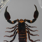 Genuine Black Scorpion in Lucite
