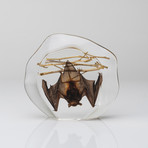 Genuine Hanging Bat in Lucite // Medium