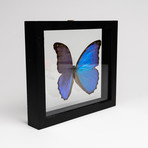 Giant Blue Morph Butterfly // Morpho Didius // Clear Display Frame