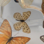 15 Genuine Butterflies // Display Frame