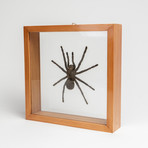 The Bird Spider // Pamphobeteus Antinous // Display Frame