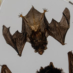 2 Genuine Bats in Lucite