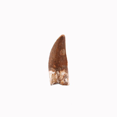 African Carcharodontosaurus Tooth // Ver. II