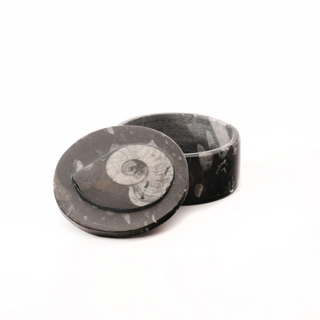 Ammonite and Belemnite Box // Circle