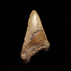 Megalodon Tooth // Ver. IV