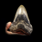 Megalodon Tooth // Ver. II