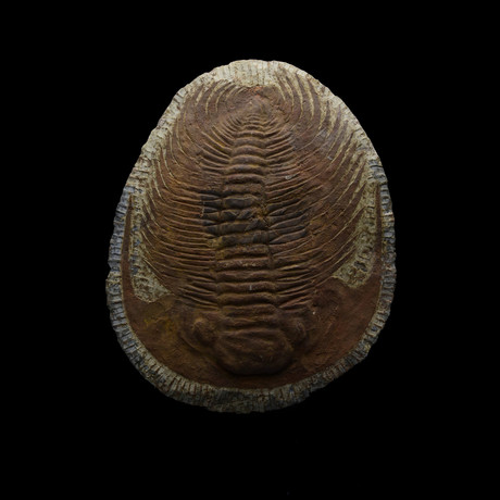 Trilobite in Shale
