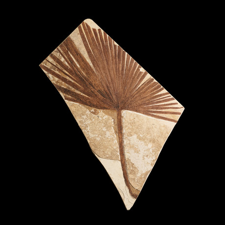 Palm Frond Fossil